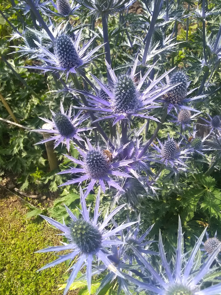 Eryngium × zabelii