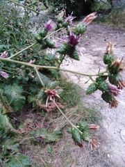 Arctium umbrosum