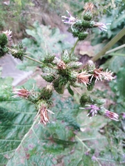 Arctium umbrosum