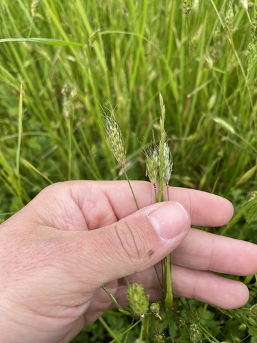 Rendle's meadow foxtail (Alopecurus rendlei)