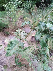Arctium umbrosum