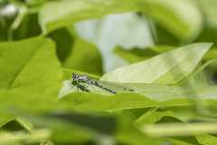 Coenagrion