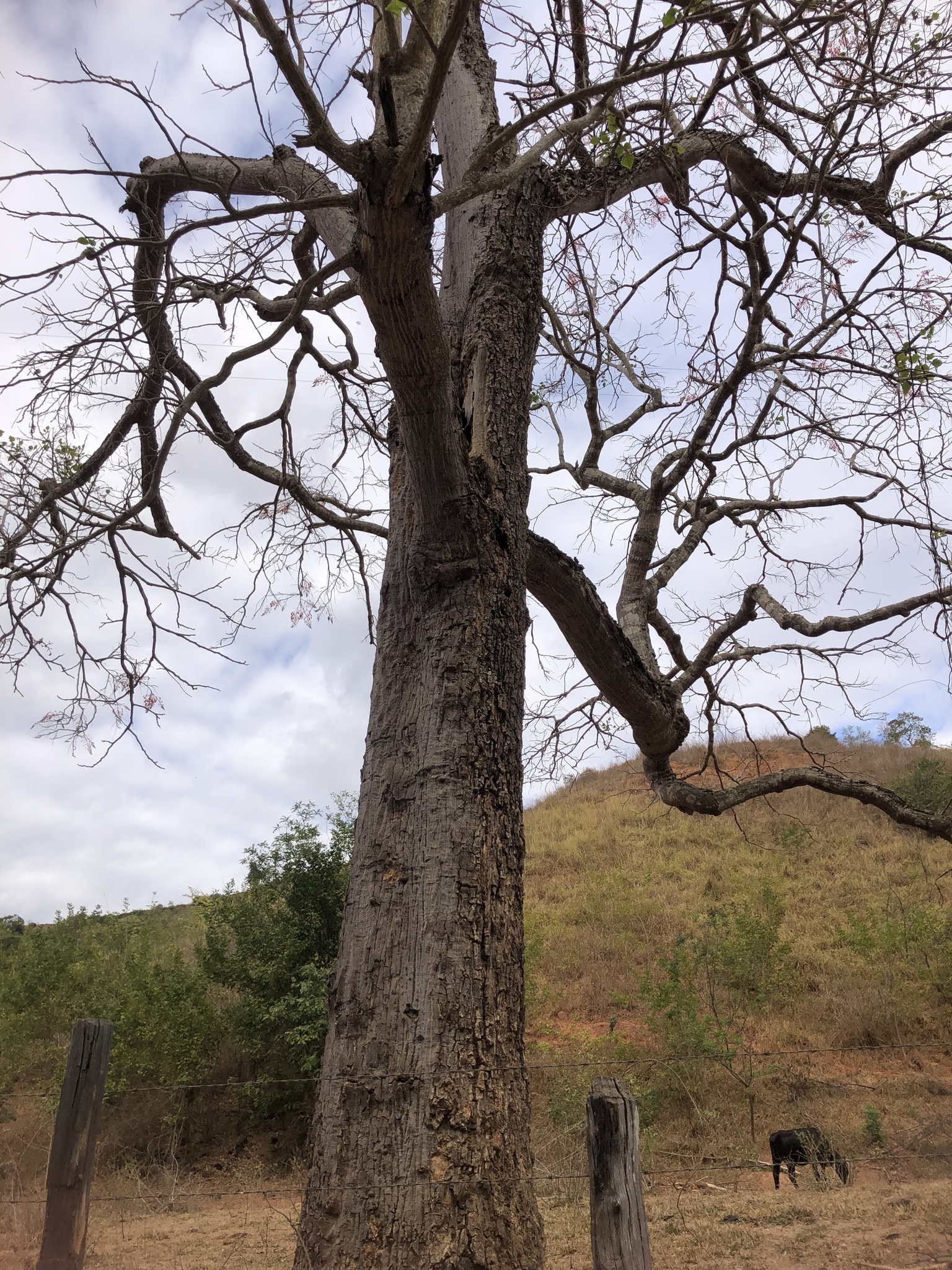 Erythrina verna