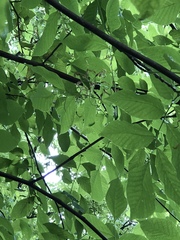 Cladrastis kentukea