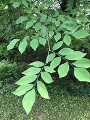 Cladrastis kentukea