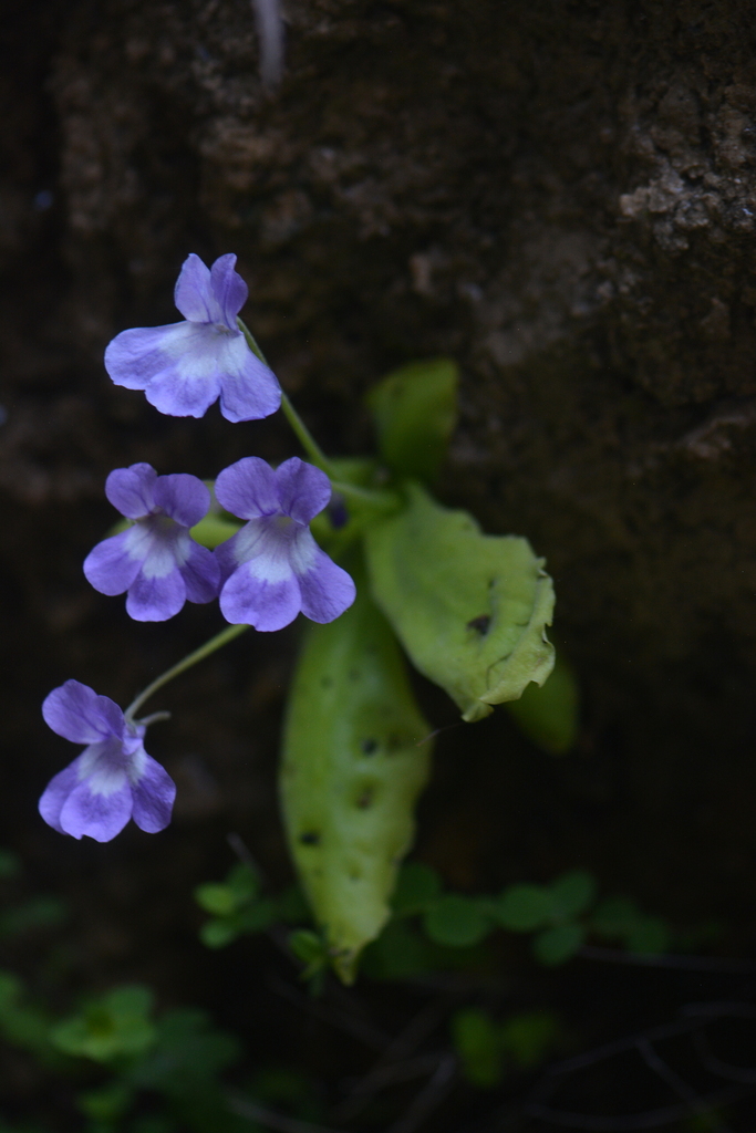 Pinguicula longifolia