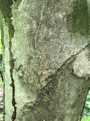 Cladrastis kentukea