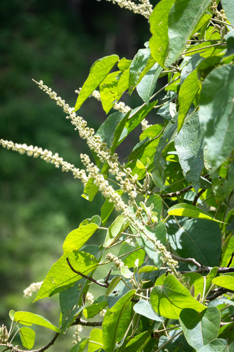 Croton draco - Whole tree