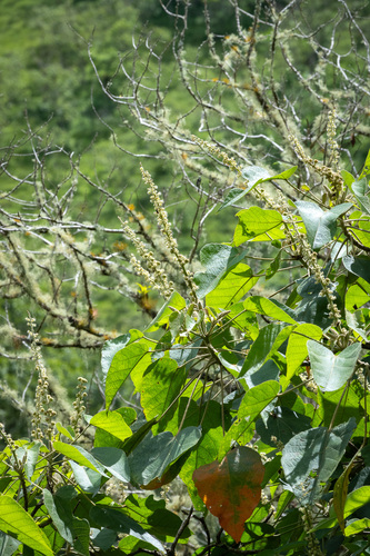 Croton draco - Leaves