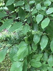 Cladrastis kentukea