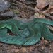 Velvety Swamp Snake - Photo (c) John Sullivan, some rights reserved (CC BY-NC), uploaded by John Sullivan