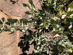 Searsia zeyheri