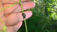 Rhaphigaster nebulosa