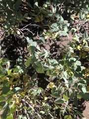 Searsia zeyheri