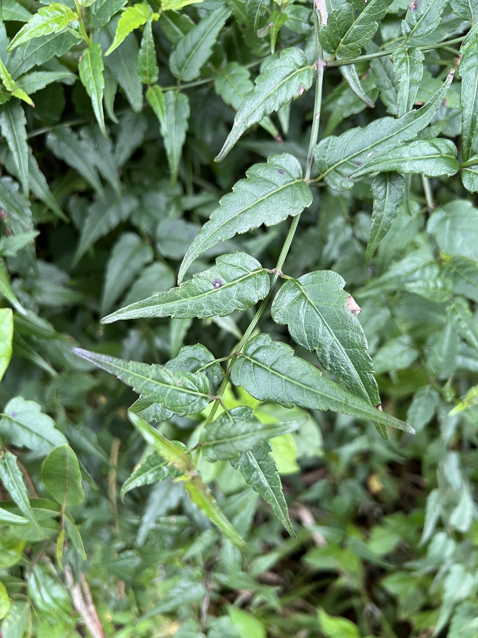 Imagem de Arnica