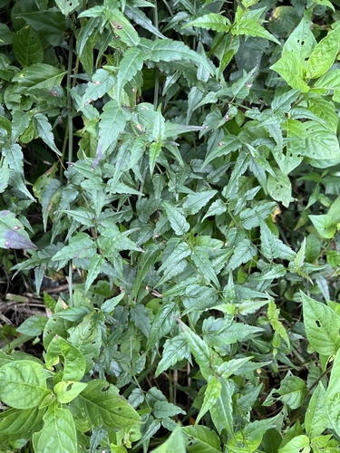 Foto de Arnica