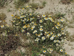 Matricaria