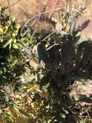 Searsia zeyheri