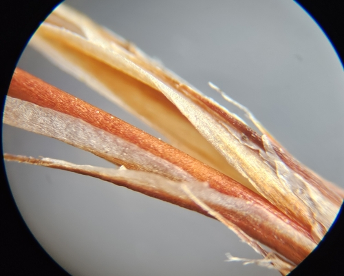 Image of Polytrichum perigoniale by (c) Helen Waterman, some rights reserved (CC BY)