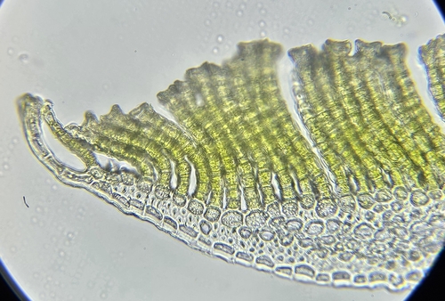 Image of Polytrichum perigoniale by (c) Helen Waterman, some rights reserved (CC BY)
