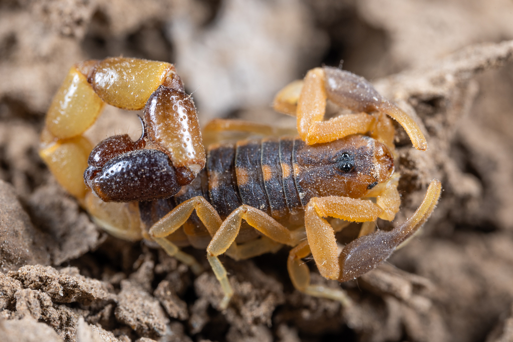 Uroplectes zambezicus