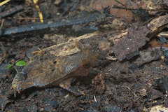 Rhinella margaritifera
