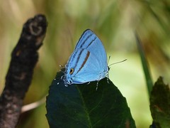 Paiwarria venulius