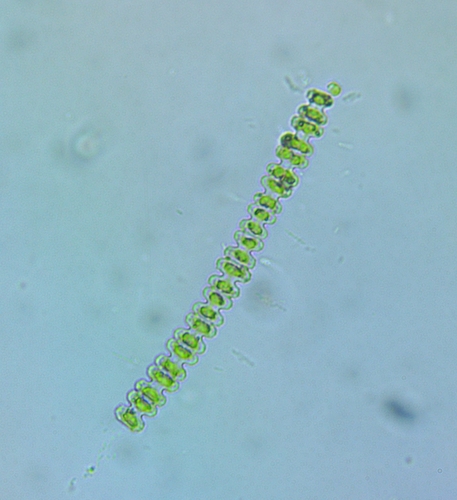 Teilingia granulata