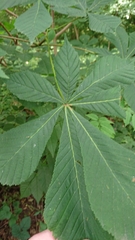 Aesculus hippocastanum