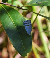 Paiwarria venulius