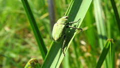 Hoplia parvula