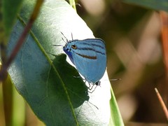 Paiwarria venulius