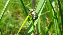Hoplia parvula
