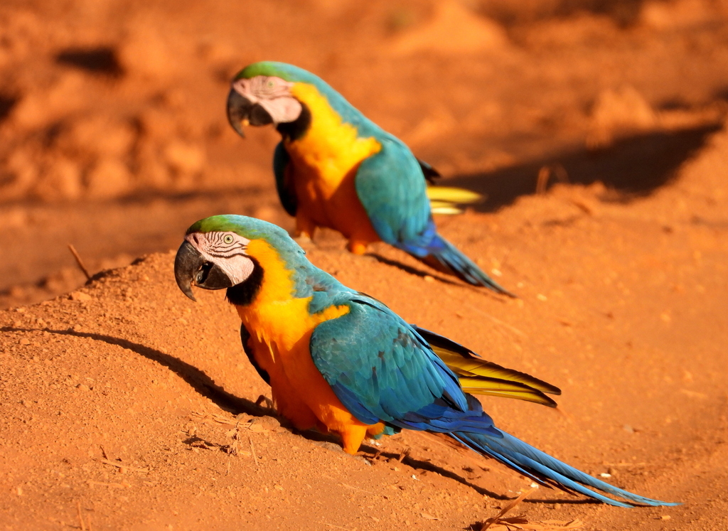 Blue-and-yellow Macaw (Ara ararauna) photo