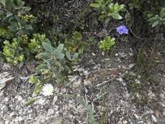 Gilia capitata