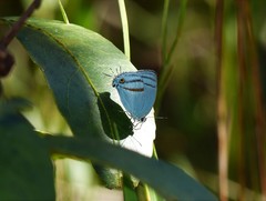 Paiwarria venulius