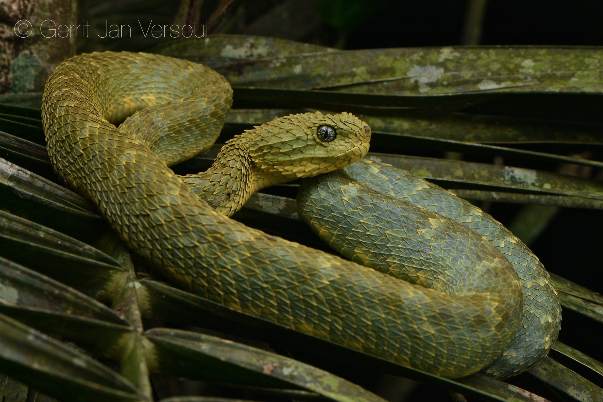 Portrait of Bush viper (Atheris squamigera) on black back ground Stock  Photo - Alamy