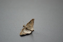 Gymnoscelis rufifasciata