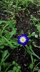 Convolvulus tricolor