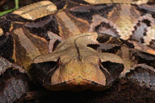 Photo of a Gaboon Viper (Bitis gabonica)