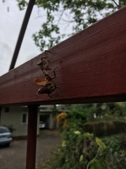 Acanthops parafalcata