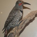 Guadalupe Flicker - Photo (c) Arthur Chapman, some rights reserved (CC BY-NC-SA)