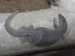 Varanus timorensis