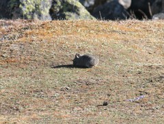 Ochotona macrotis