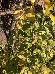 Heteromorpha arborescens abyssinica