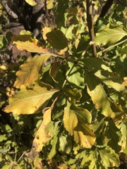 Heteromorpha arborescens abyssinica