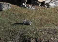 Ochotona macrotis