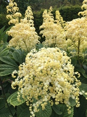 Rodgersia aesculifolia