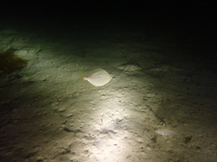 Parequula melbournensis