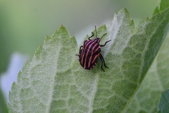 Graphosoma
